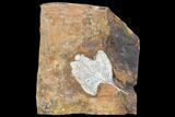 Fossil Ginkgo Leaf From North Dakota - Paleocene #102860-1